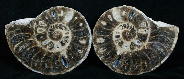 / Mammites Nodosoides Ammonite - Morocco #3997